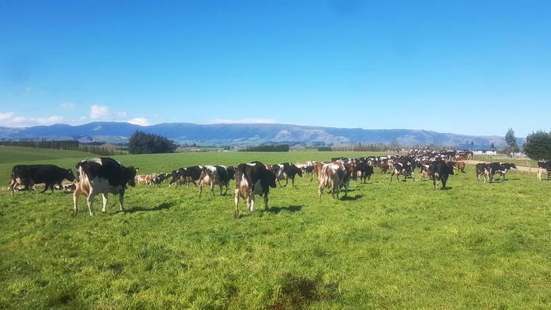 Agri jobs: New Zealand dairy farm seeks worker Agri jobs: New Zealand dairy farm seeks worker