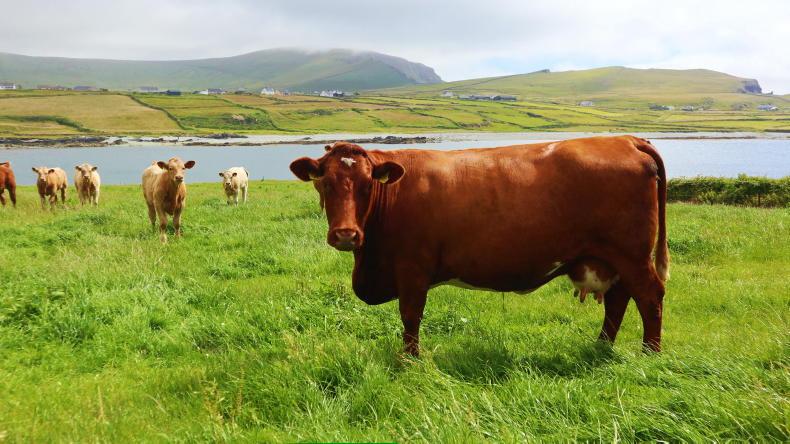 ICSA demands delivery on suckler scheme ICSA demands delivery on suckler scheme