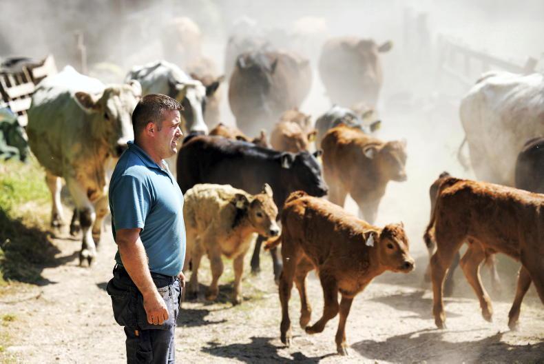 Fodder survey ordered as drought bites Fodder survey ordered as drought bites