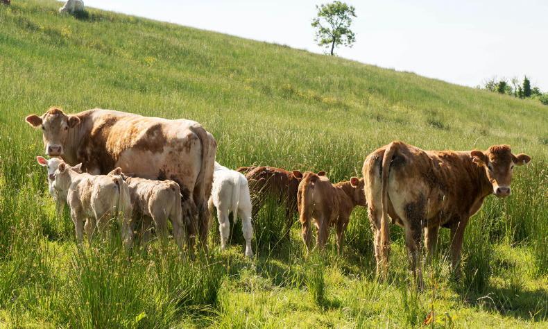 Beef Management: ACRES Confusion, drought management and SCEP Tags Beef Management: ACRES Confusion, drought management and SCEP Tags