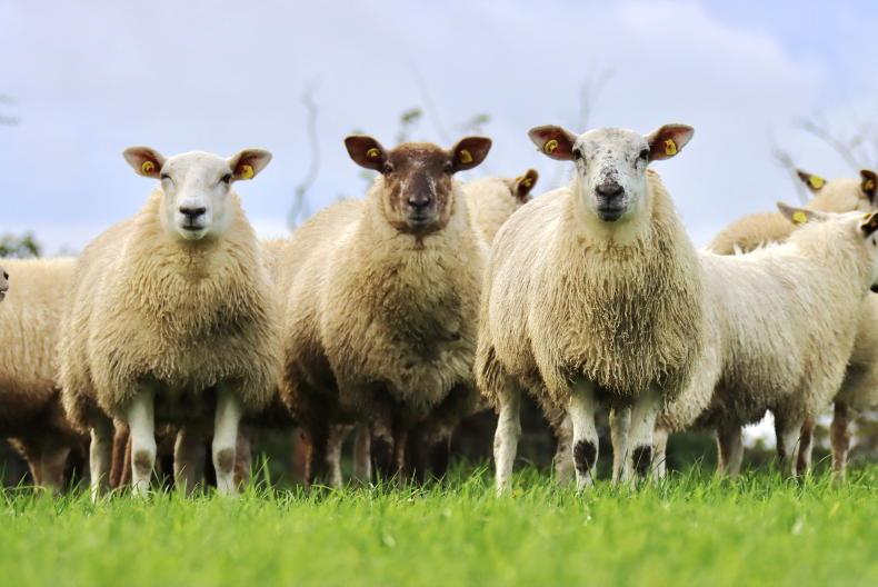 Sheep Management: grass supplies and sheep 2023 Sheep Management: grass supplies and sheep 2023