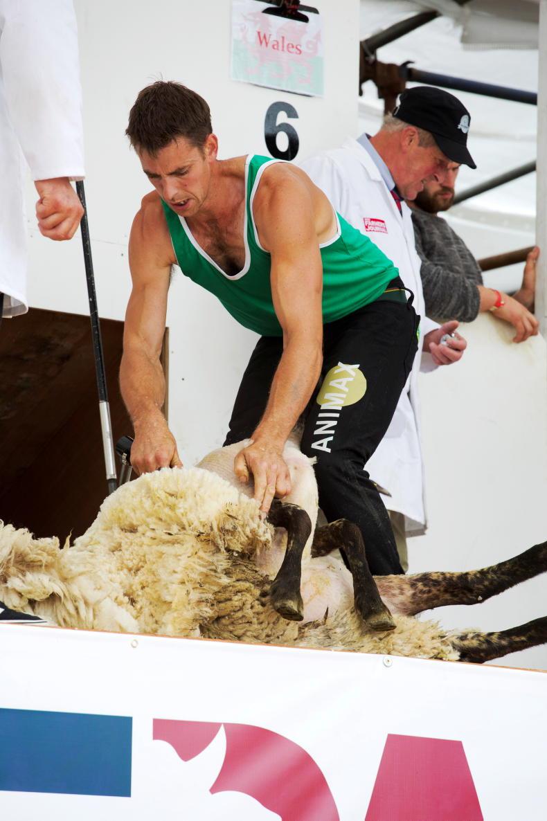 High hopes for World Sheep Shearing Championships High hopes for World Sheep Shearing Championships