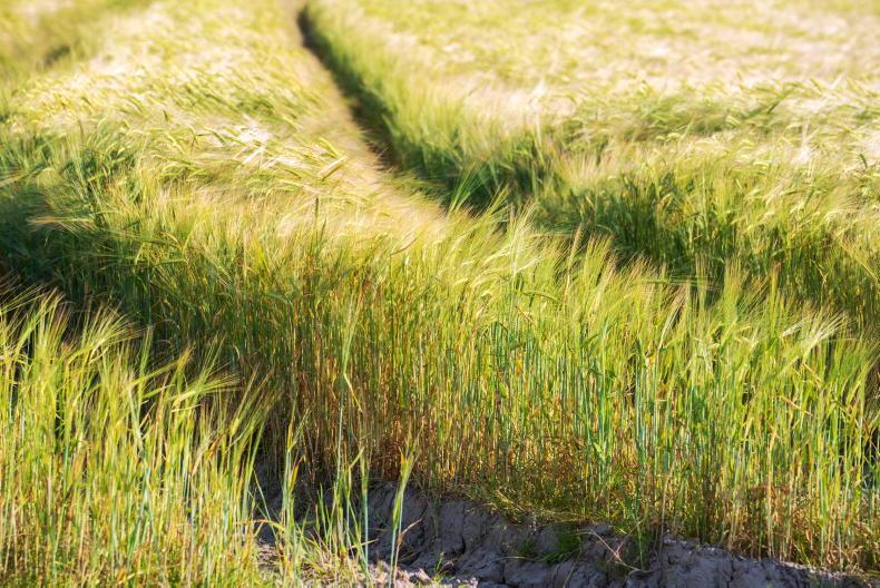 Nitrates played a role in tillage decline – Minister Nitrates played a role in tillage decline – Minister