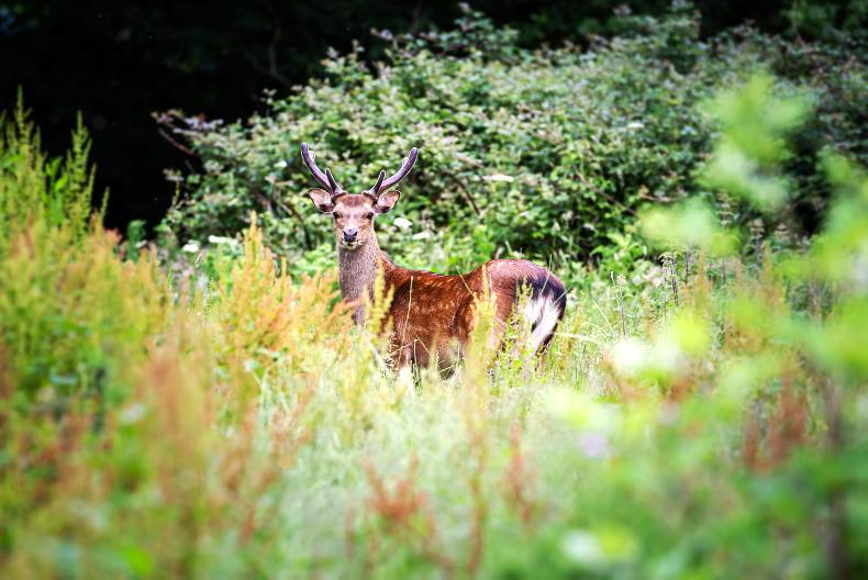 Almost 5,000 deer culled in Tipperary last year Almost 5,000 deer culled in Tipperary last year