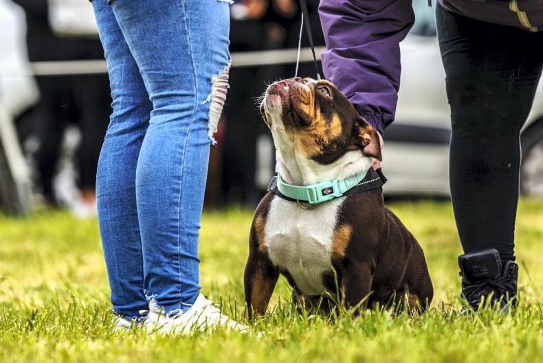 Applications for the Animal Welfare Grant Programme now open Free