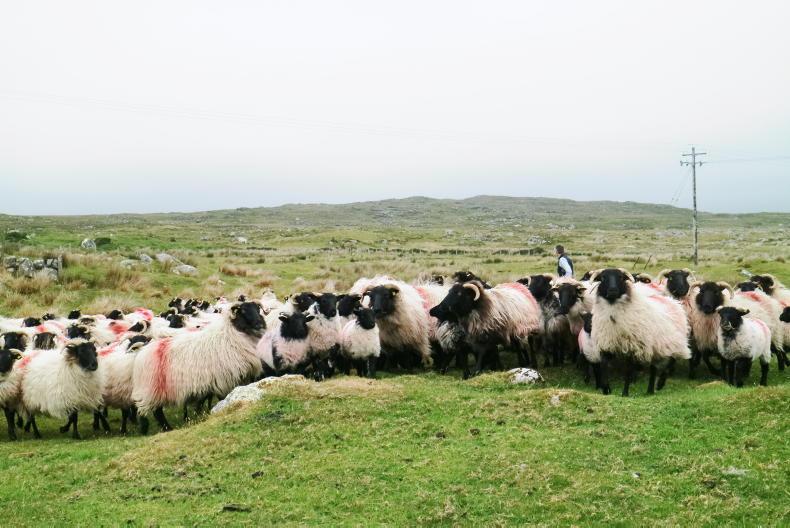 Summer time actions under the Sheep improvement Scheme Summer time actions under the Sheep improvement Scheme