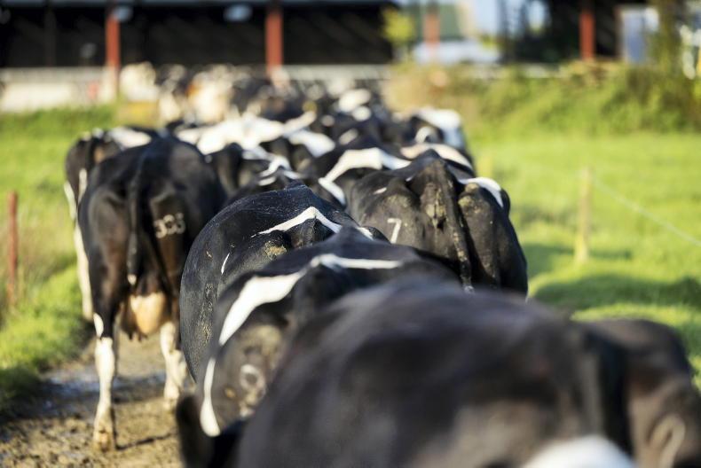 Derogation cut could drive farmers to ‘intensive indoor systems’ Derogation cut could drive farmers to ‘intensive indoor systems’