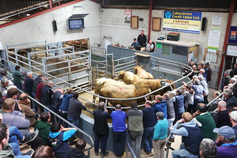 Camera at the Mart: Red hot weanling trade in Caherciveen Camera at the Mart: Red hot weanling trade in Caherciveen