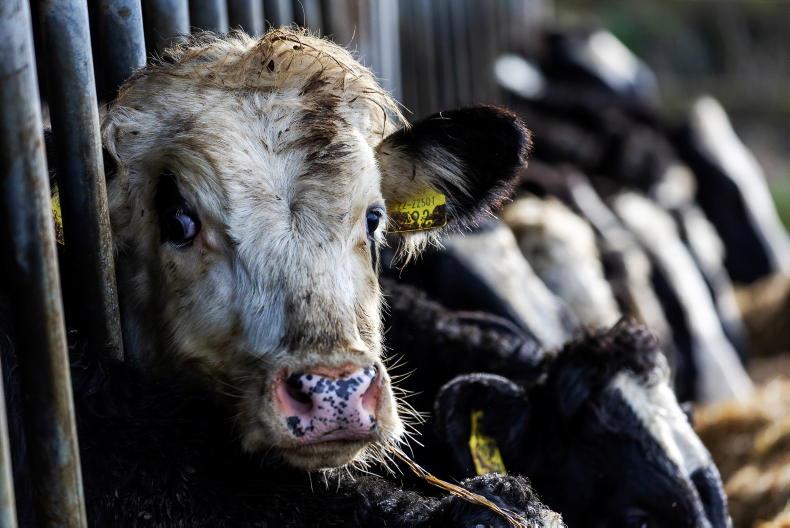 NI factories cut cattle and lamb quotes NI factories cut cattle and lamb quotes