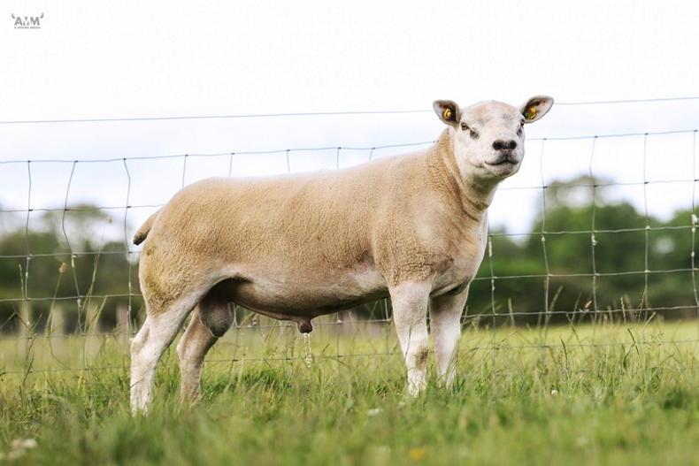 Sheep Ireland online sale of CPT rams runs from 11 to 13 July Sheep Ireland online sale of CPT rams runs from 11 to 13 July