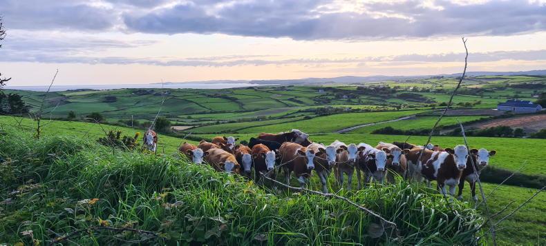 Farmer Writes: bigger picture to be considered in dairy reduction scheme Farmer Writes: bigger picture to be considered in dairy reduction scheme