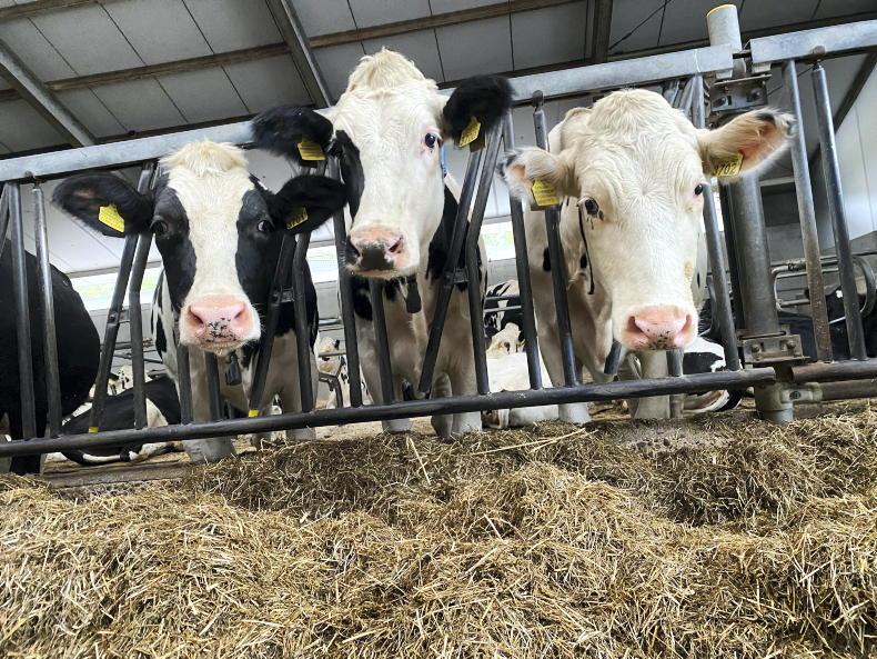 Teagasc webinar shows intensity of Dutch dairy Teagasc webinar shows intensity of Dutch dairy