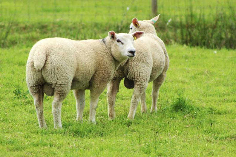 Sheep Trends: lamb prices steady to firmer in cases Sheep Trends: lamb prices steady to firmer in cases