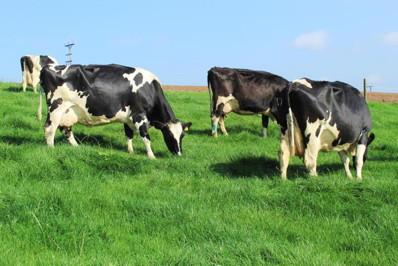 Will McConalogue kill the dairy cull proposal? Will McConalogue kill the dairy cull proposal?