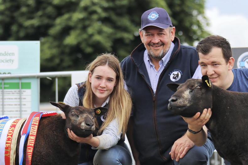 Blue Texel open day to take place on Johnstown flock in Co Westmeath Blue Texel open day to take place on Johnstown flock in Co Westmeath