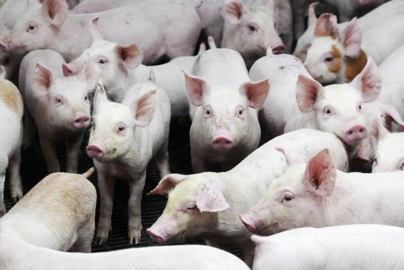 Over £4m loss at JMW pig business Over £4m loss at JMW pig business