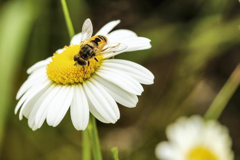 Farmers to help restore 176,000ha of land to nature in England Farmers to help restore 176,000ha of land to nature in England
