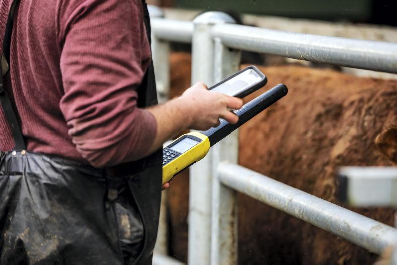 Over 70,000 cattle weighed to date under SCEP Over 70,000 cattle weighed to date under SCEP