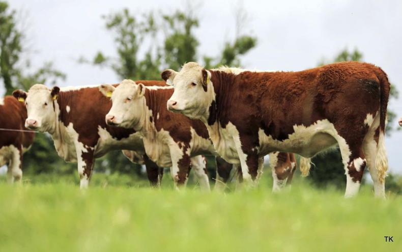 Ballyraggan production sale primed for Kilkenny Ballyraggan production sale primed for Kilkenny