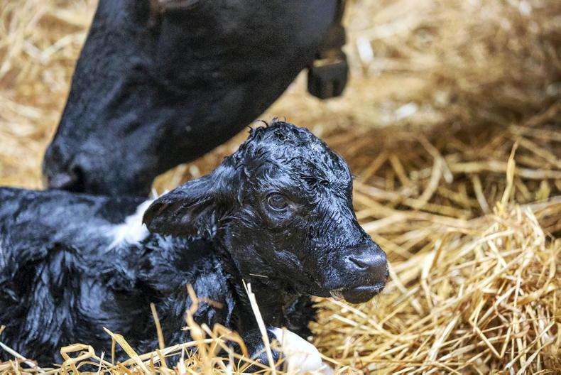 36% of dairy births in Cork and Tipperary 36% of dairy births in Cork and Tipperary