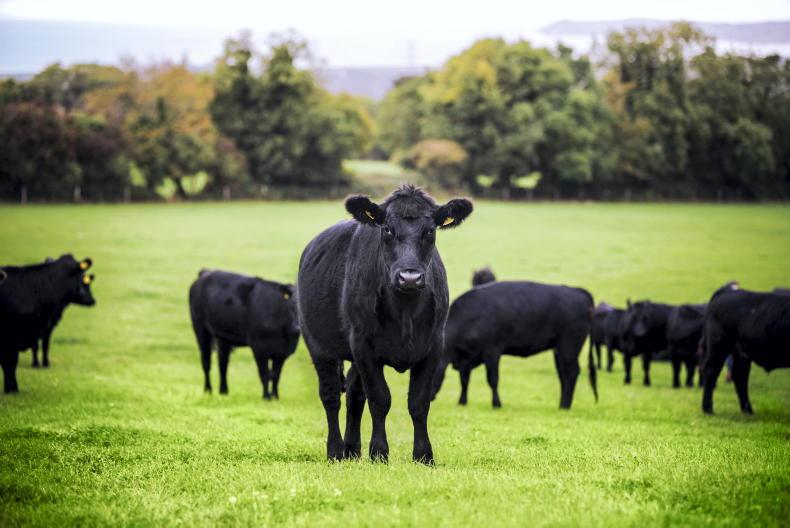 Export demand for organic beef to ramp up by 2025 – Bord Bia Export demand for organic beef to ramp up by 2025 – Bord Bia