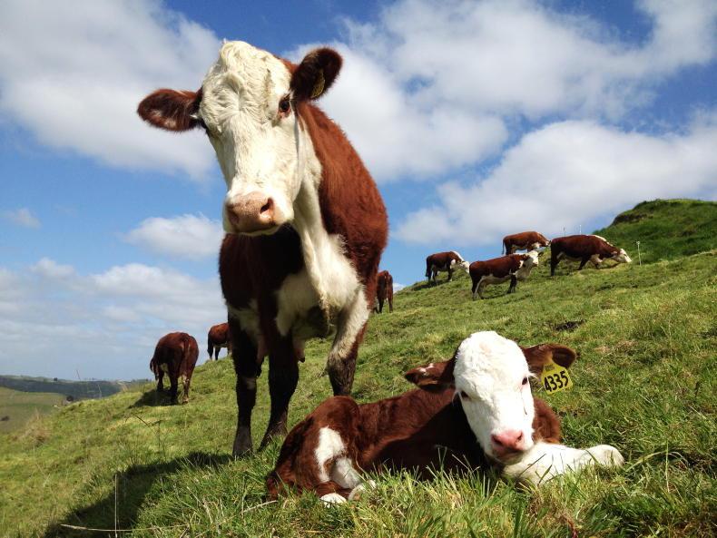 NZ processor to grow UK beef sales ‘slowly’ NZ processor to grow UK beef sales ‘slowly’