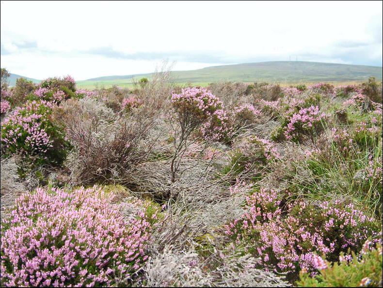 Tough new planning rules proposed in NI Tough new planning rules proposed in NI