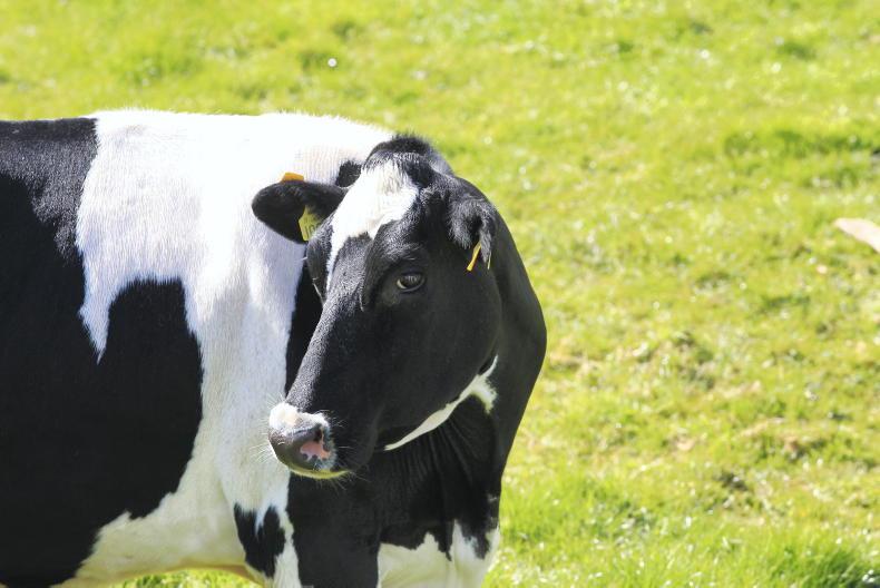 ‘It’ll soon be easier to be a drug dealer than a dairy farmer’ ‘It’ll soon be easier to be a drug dealer than a dairy farmer’