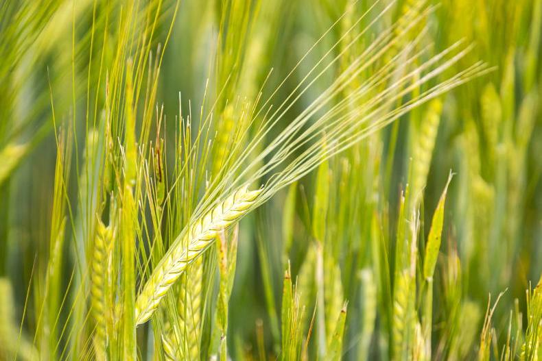Spring barley production forecast down significantly in Europe Spring barley production forecast down significantly in Europe