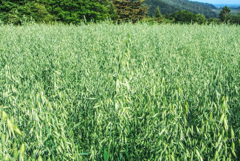 Home Farm: Progress, but below par in beef and crops Home Farm: Progress, but below par in beef and crops