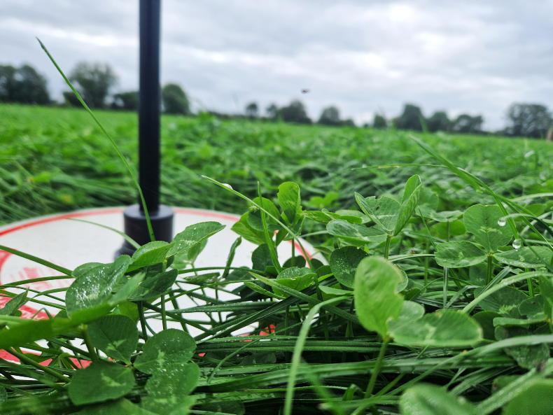 Grass dry matter drops as rain continues to cause headaches Grass dry matter drops as rain continues to cause headaches