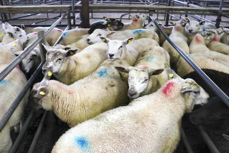 Camera at the Mart: fleshed lambs in demand in Tuam Mart Camera at the Mart: fleshed lambs in demand in Tuam Mart