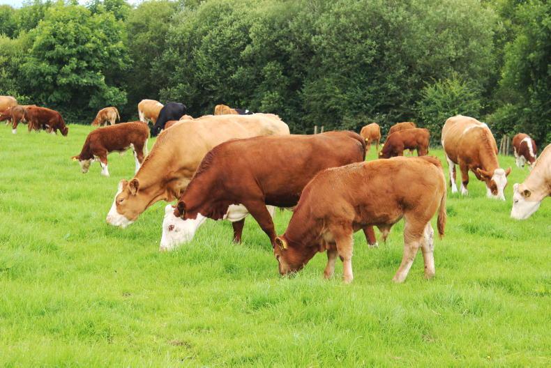 IBR testing included in new suckler scheme IBR testing included in new suckler scheme