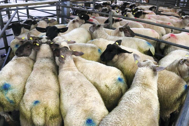 Sheep mart prices: well-fleshed lambs in tight supply Sheep mart prices: well-fleshed lambs in tight supply