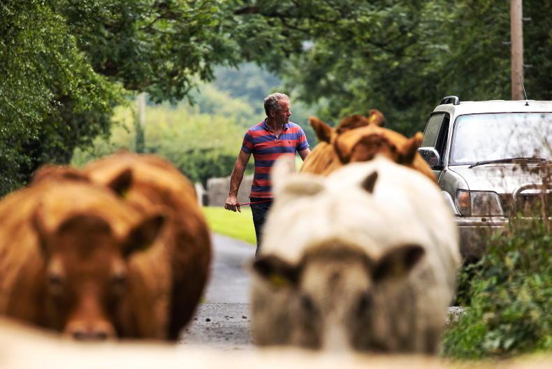 Agri jobs worker wanted for Galway beef and sheep farm Free