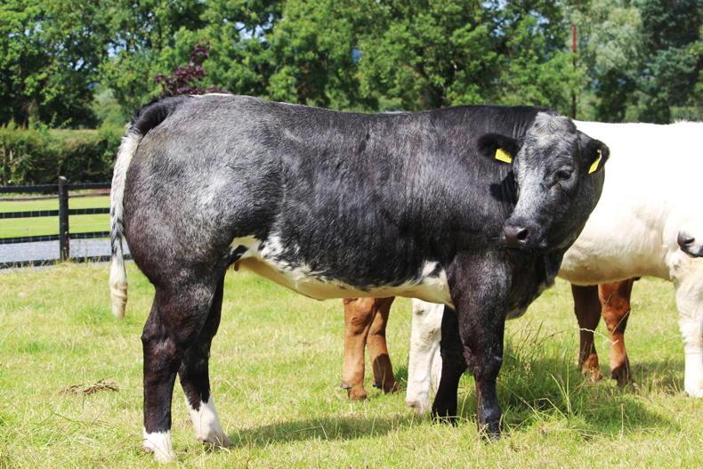 In pictures: Clogher timed heifer auction kicks off this weekend In pictures: Clogher timed heifer auction kicks off this weekend