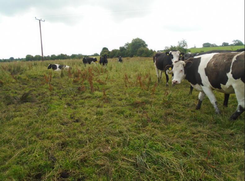 43ac Laois farm with second house 43ac Laois farm with second house