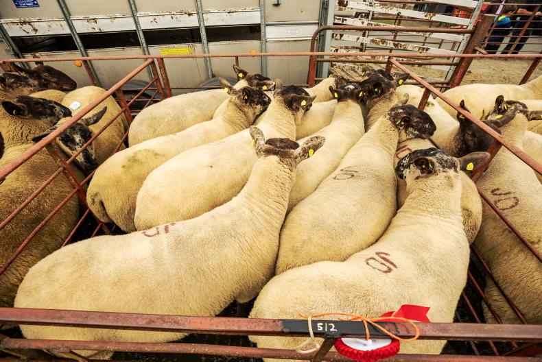 Camera at the Mart: hoggets average €245 and ewe lambs €160 in Tullow Camera at the Mart: hoggets average €245 and ewe lambs €160 in Tullow