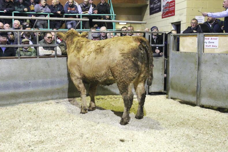Northern Trends: factories maintain downward pressure on beef; lamb steady Northern Trends: factories maintain downward pressure on beef; lamb steady