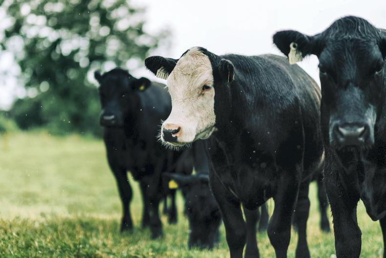 Pneumonia and lungworm prevalent due to unseasonable weather Pneumonia and lungworm prevalent due to unseasonable weather