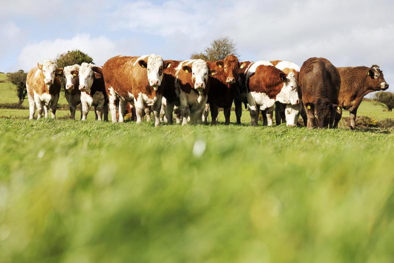 Strong growth persists with improved grazing conditions Strong growth persists with improved grazing conditions