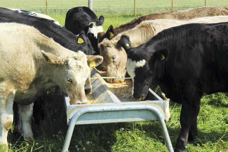 NI Trends: beef trade steadies as supplies tighten; lamb quotes increase NI Trends: beef trade steadies as supplies tighten; lamb quotes increase