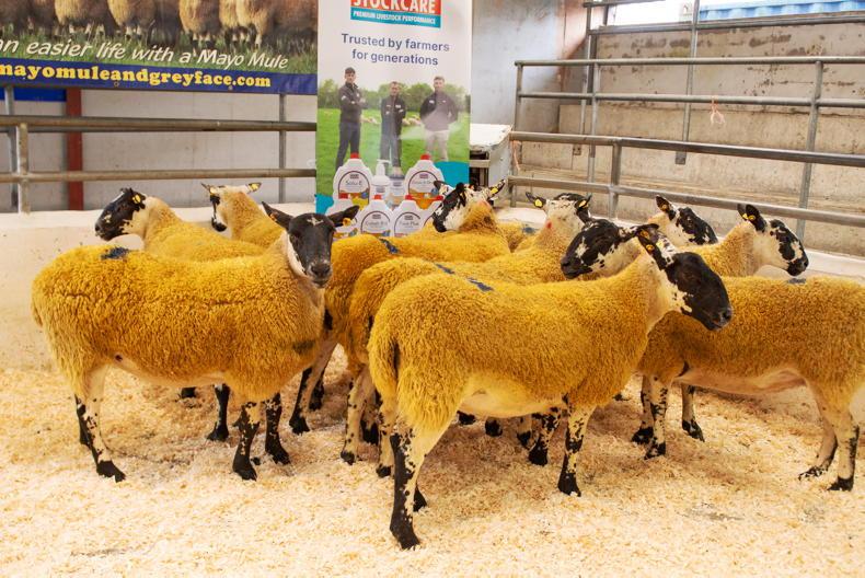 Sheep mart prices: low numbers of fleshed lambs €2 to €5 firmer Sheep mart prices: low numbers of fleshed lambs €2 to €5 firmer
