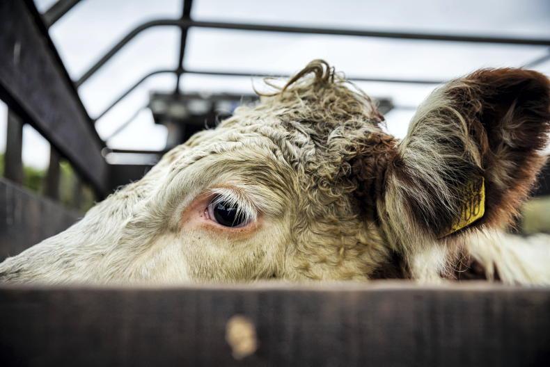 Beef prices still ‘not acceptable’ - IFA