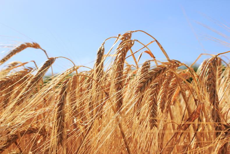 Boortmalt silent during ‘one of the worst years’ for growers Boortmalt silent during ‘one of the worst years’ for growers