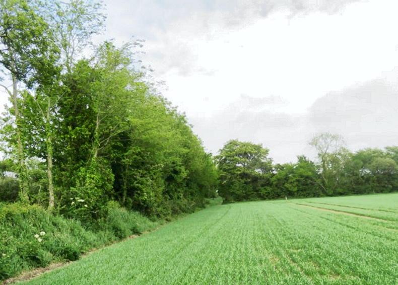 Value of hedgerows not to be forgotten as National Hedgerow Week 2023 kicks off Value of hedgerows not to be forgotten as National Hedgerow Week 2023 kicks off