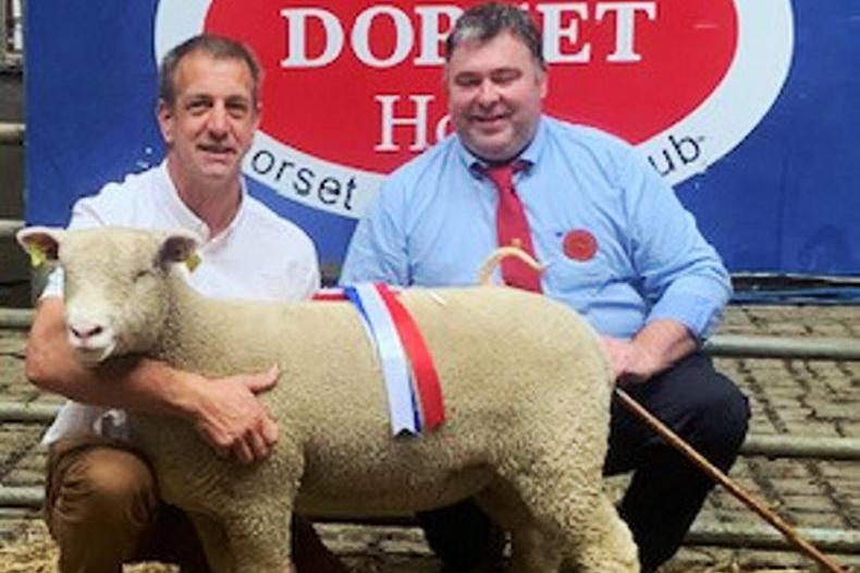 New record hit for Southern Ireland Dorset Breeders Club New record hit for Southern Ireland Dorset Breeders Club
