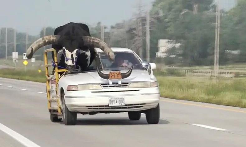 Big horns but small wheels for Nebraskan bull Big horns but small wheels for Nebraskan bull