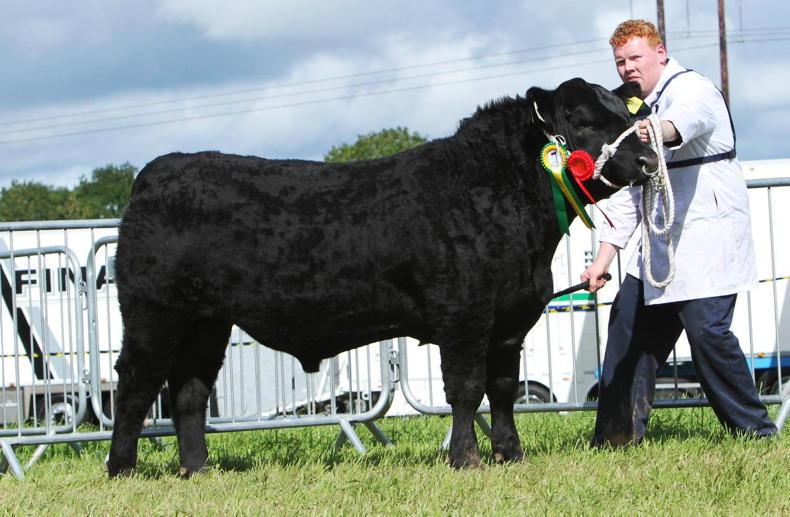 Gurtavoher Aberdeen Angus herd production sale Gurtavoher Aberdeen Angus herd production sale