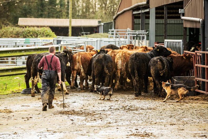 Agri jobs: part-time herdsperson needed in Roscommon Agri jobs: part-time herdsperson needed in Roscommon